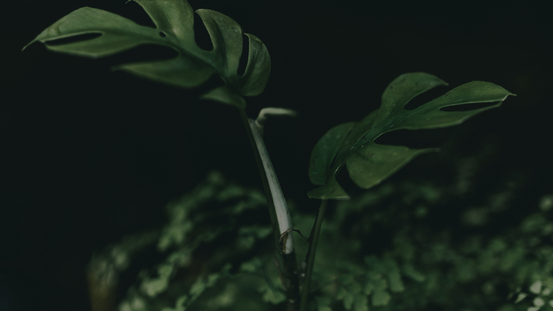 CognatiQ: Rapid Cognitive Enhancement from Nature